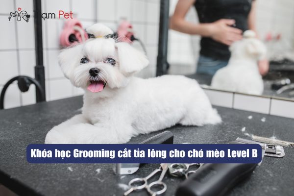 Khoa hoc pet grooming level B 1