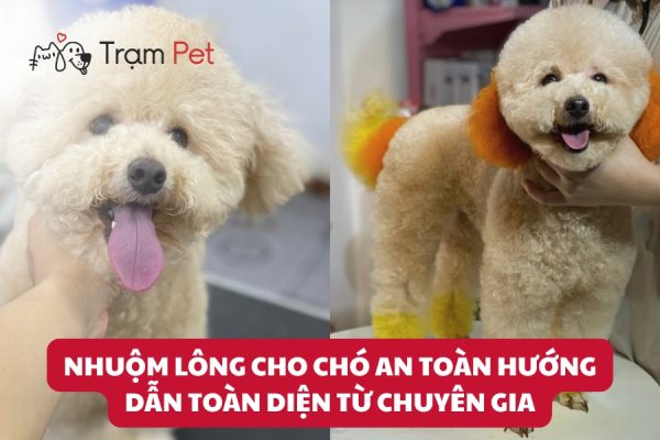 Hướng dẫn nhuộm lông cho chó an toàn