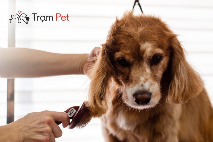 Chải nhẹ nhàng theo chiều lông của chó