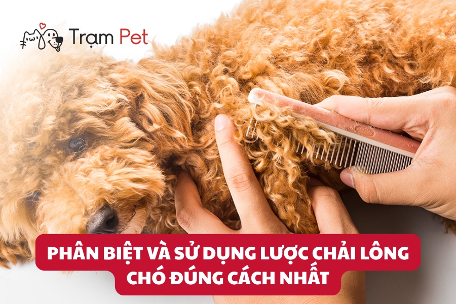 Cách phân biệt và sử dụng lược chải lông cho chó