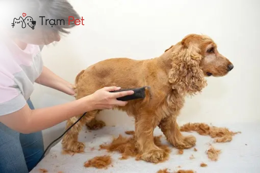 Vệ sinh tông đơ cắt lông cho chó