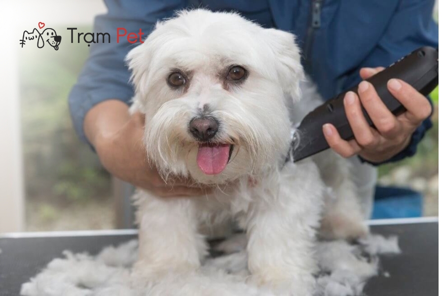 Hướng dẫn vệ sinh và khử trùng tông đơ