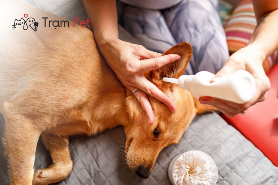 Lưu ý khi chăm sóc cơ quan thính giác cho chó