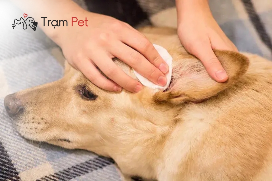 Chăm sóc cơ quan thính giác cho chó định kỳ để phòng ngừa các vấn đề về tai như viêm tai, tích tụ vi khuẩn, nấm hoặc mạt tai