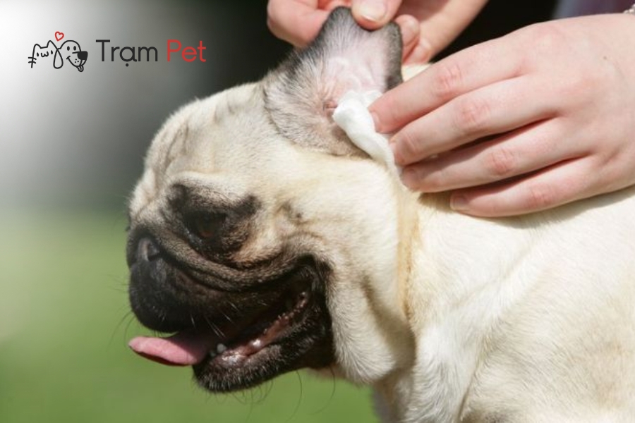 Tuyệt đối không nên dùng tăm bông để vệ sinh tai cho chó