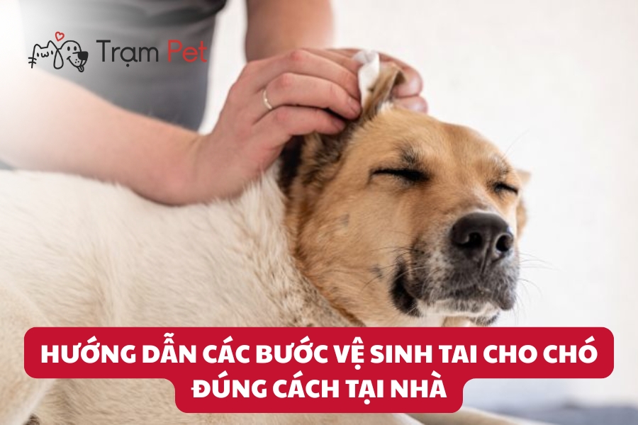 Hướng dẫn cách vệ sinh tai cho chó tại nhà