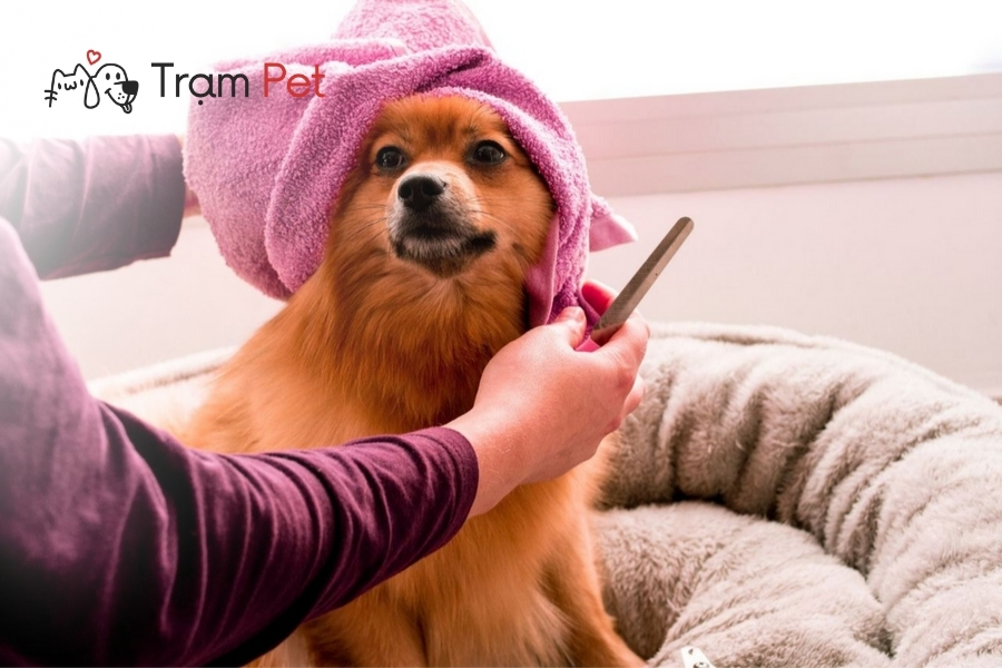Chi phí dịch vụ grooming phụ thuộc vào giống chó và chất lông của chúng