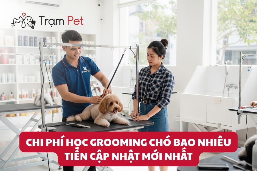 Chi phí học grooming chó mới nhất