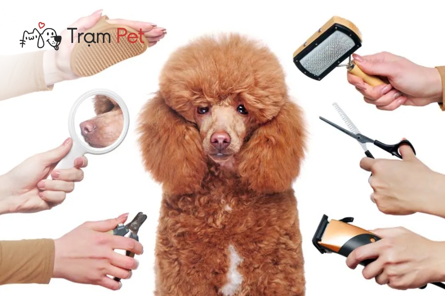 Grooming Cho Chó Là Gì Quy Trình Và Lợi Ích Khi Theo Học 8 Grooming chó cải thiện thẩm mỹ, giúp ngăn ngừa các vấn đề sức khỏe như bệnh về da, nhiễm ký sinh trùng và viêm tai.
