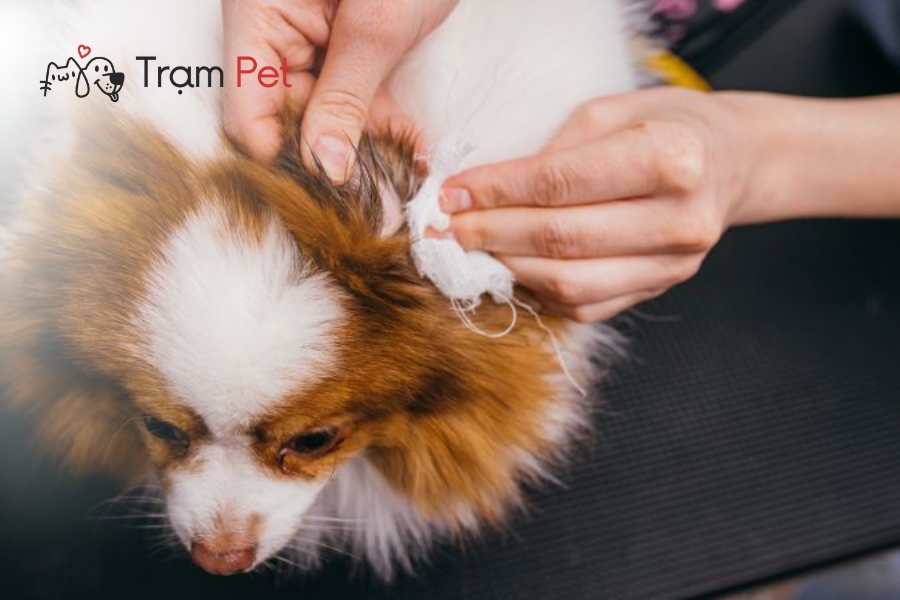 Grooming Cho Chó Là Gì Quy Trình Và Lợi Ích Khi Theo Học 9 Nhổ lông tai, vệ sinh làm sạch để ngăn ngừa viêm nhiễm.