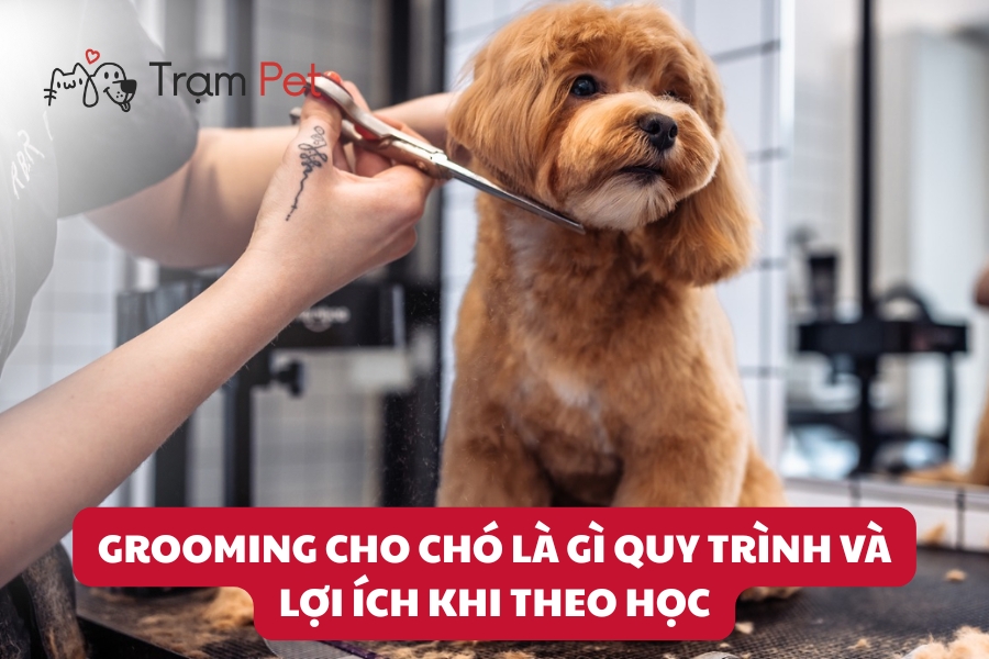 Grooming là gì? Vì sao nên grooming chó thường xuyên?