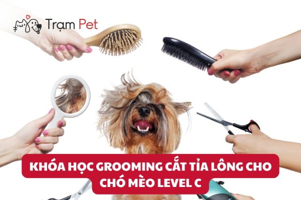 Khóa học Grooming cắt tỉa lông cho chó mèo Level C