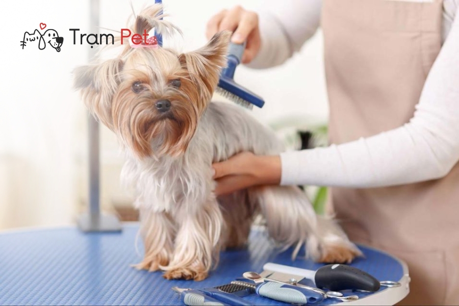 Grooming chó mèo là quy trình chăm sóc toàn diện