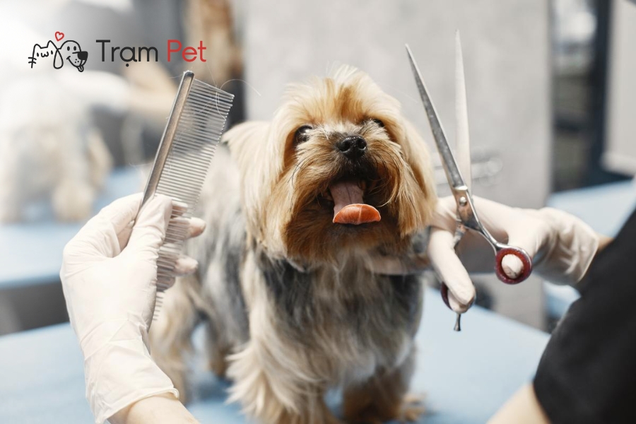 Kỹ năng grooming chuyên nghiệp đòi hỏi kiến thức sâu