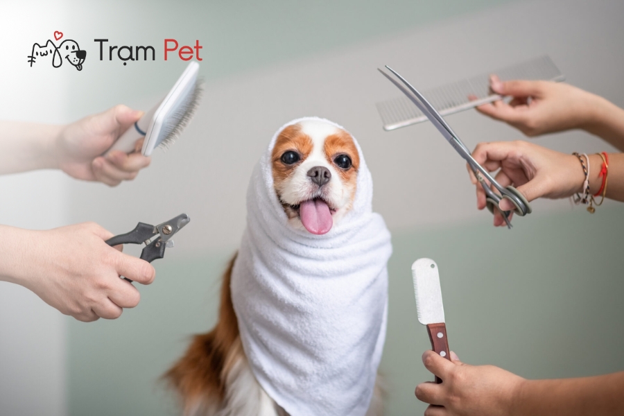 Dịch vụ grooming chuyên nghiệp mang lại 6 lợi ích vượt trội