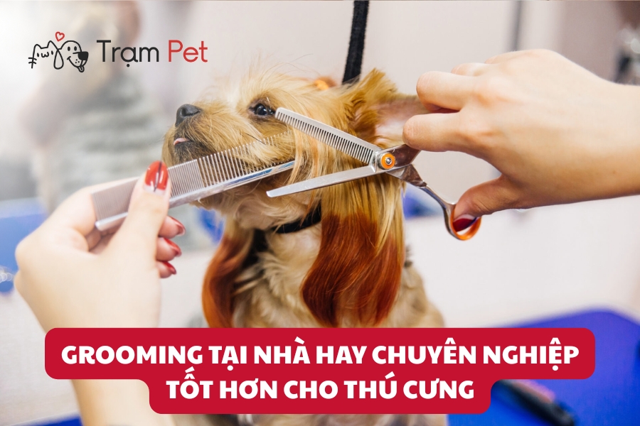 Grooming Tại Nhà Hay Chuyên Nghiệp Tốt Hơn Cho Thú Cưng