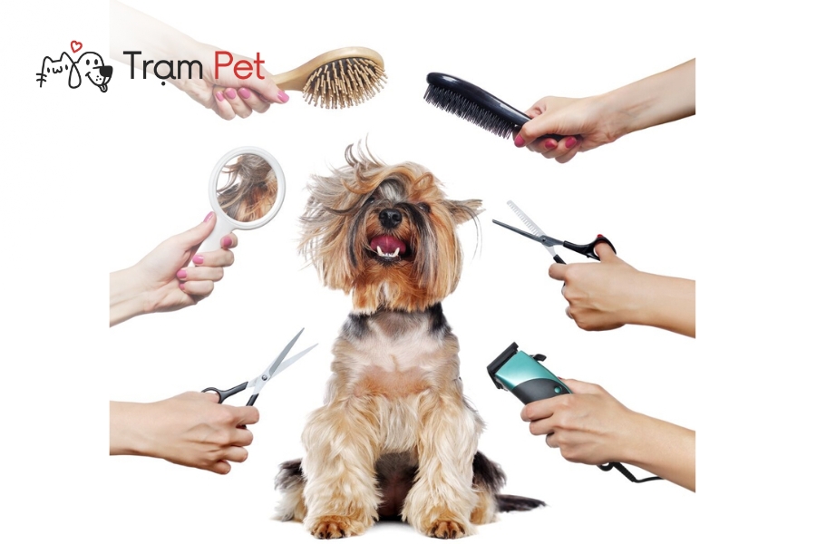 Học Grooming Chó Có Khó Không Lộ Trình Đào Tạo Chi Tiết 7 Học grooming chó không khó, nhưng đòi hỏi sự khéo léo, kiên nhẫn và thể lực
