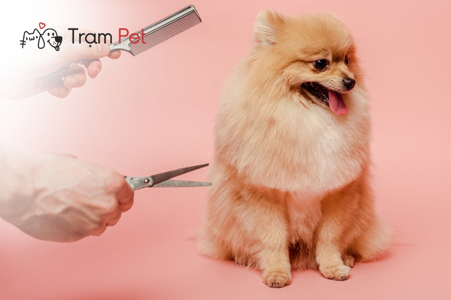 Đào Tạo Nghề Grooming Chó Và Cơ Hội Việc Làm Mới Nhất 7 Nghề grooming chó là ngành chuyên về chăm sóc, làm đẹp và tạo kiểu cho thú cưng