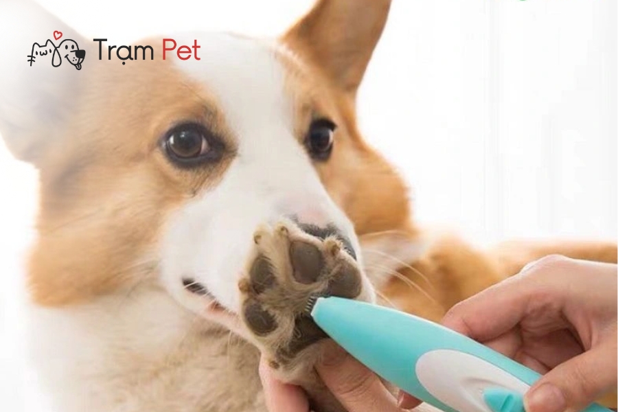 Quy Trình Cạo Lông Bàn Chân Cho Chó Đúng Kỹ Thuật
