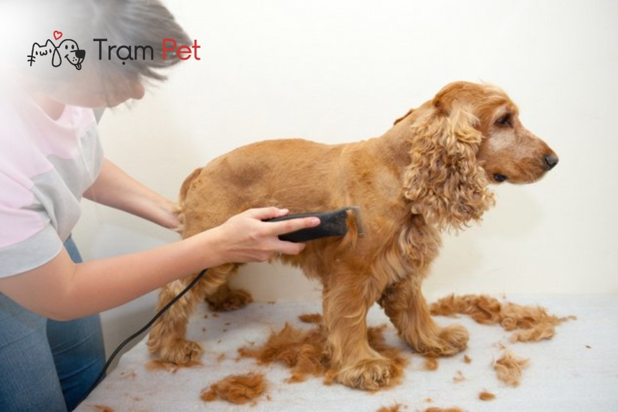 Cạo nhẹ nhàng theo chiều lông mọc