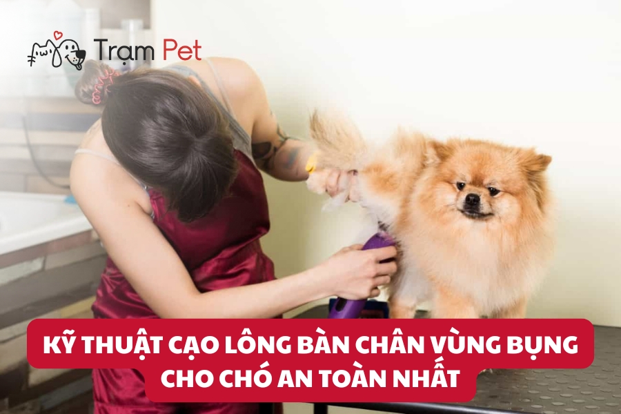 Kỹ Thuật Cạo Lông Bàn Chân Vùng Bụng Cho Chó An Toàn Nhất