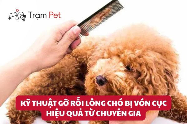 Kỹ Thuật Gỡ Rối Lông Chó Bị Vón Cục Hiệu Quả Từ Chuyên Gia