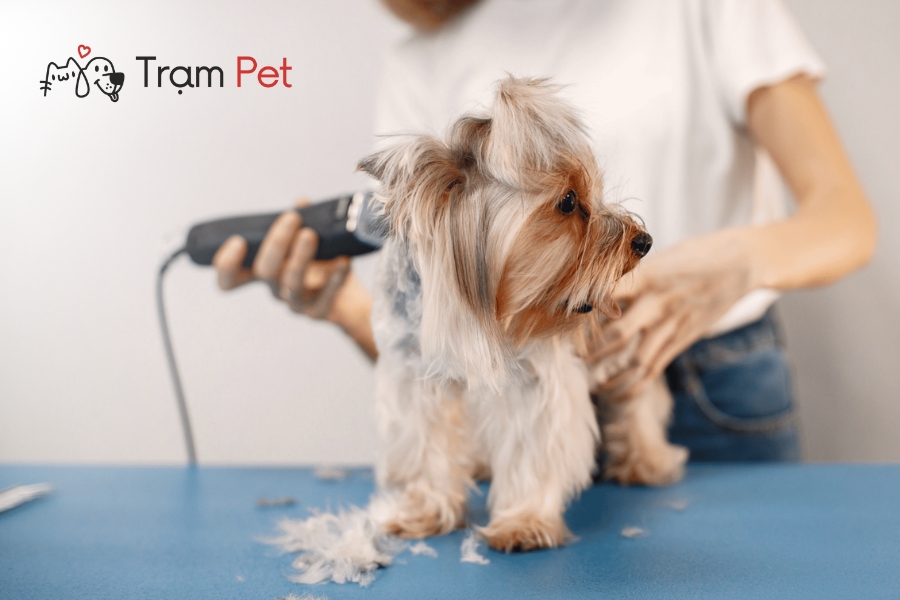 Mức thu nhập groomer tại Việt Nam khá đa dạng tùy thuộc vào kinh nghiệm và vị trí
