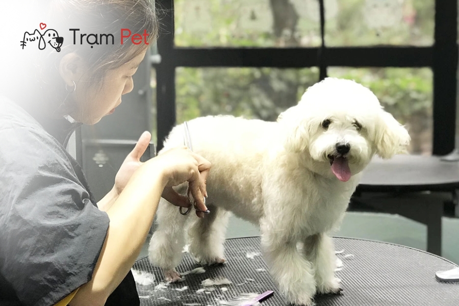 Không nên cạo trụi lông chó