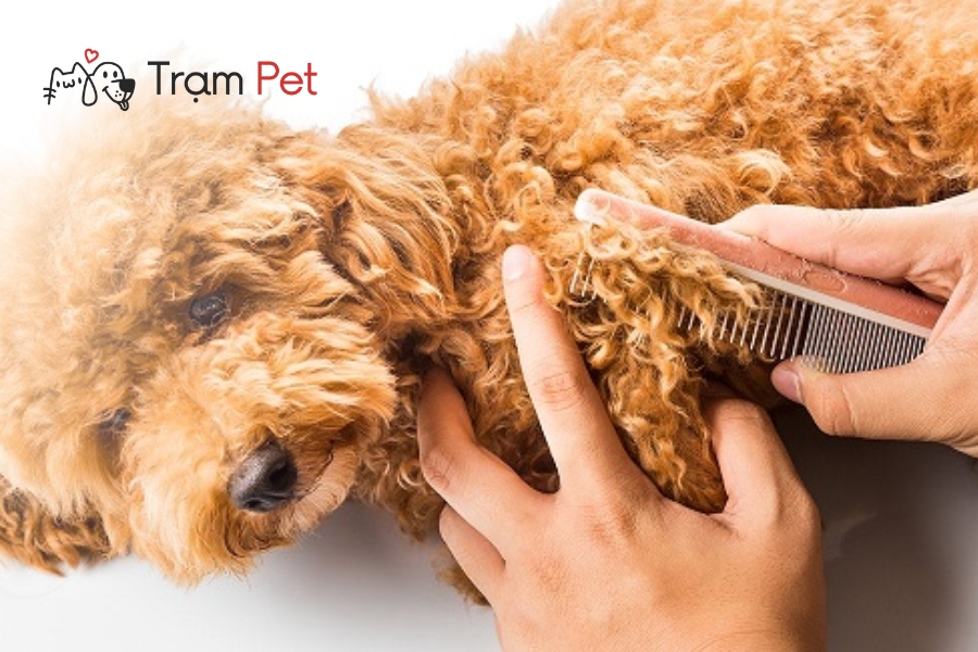 Không tắm và chải chuốt cho chó trước khi cắt tỉa