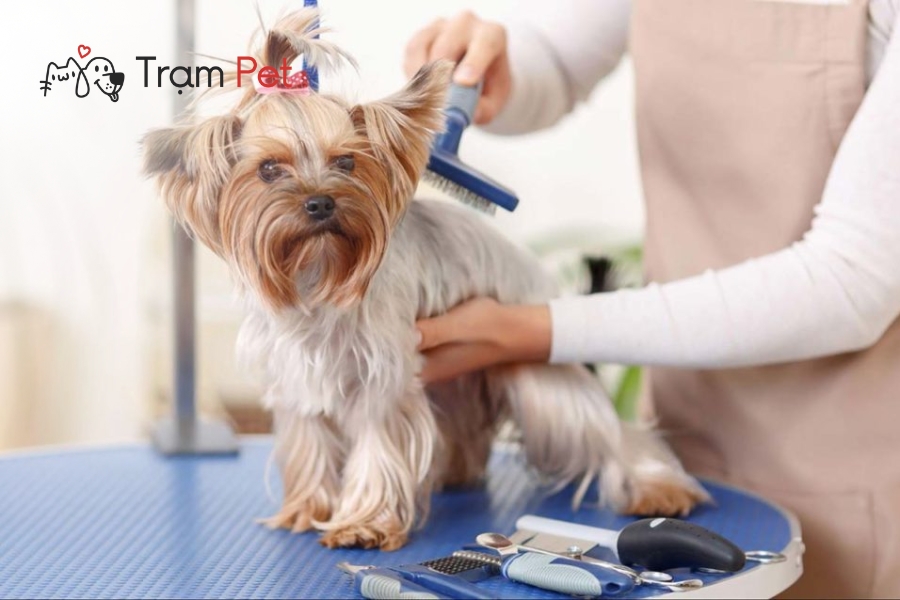 Grooming đúng kỹ thuật không chỉ mang lại vẻ đẹp thẩm mỹ mà còn duy trì sức khỏe tổng thể của thú cưng.