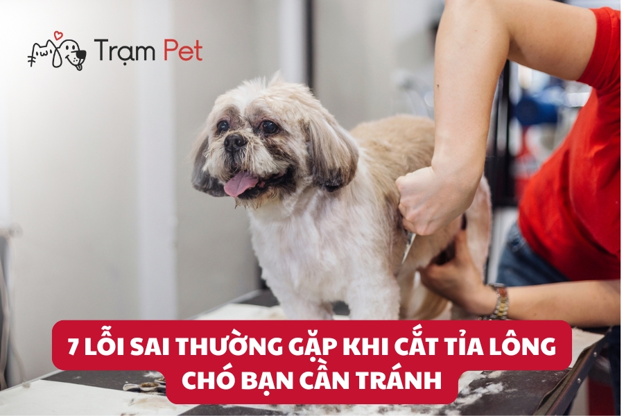 7 Lỗi Sai Thường Gặp Khi Cắt Tỉa Lông Chó Bạn Cần Tránh