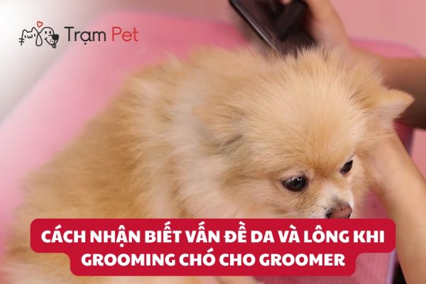 Cách Nhận Biết Vấn Đề Da Và Lông Khi Grooming Chó Cho Groomer