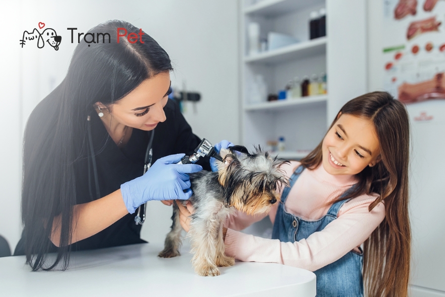 Quy Trình, Thủ Tục Đăng Ký Kinh Doanh Spa Thú Cưng