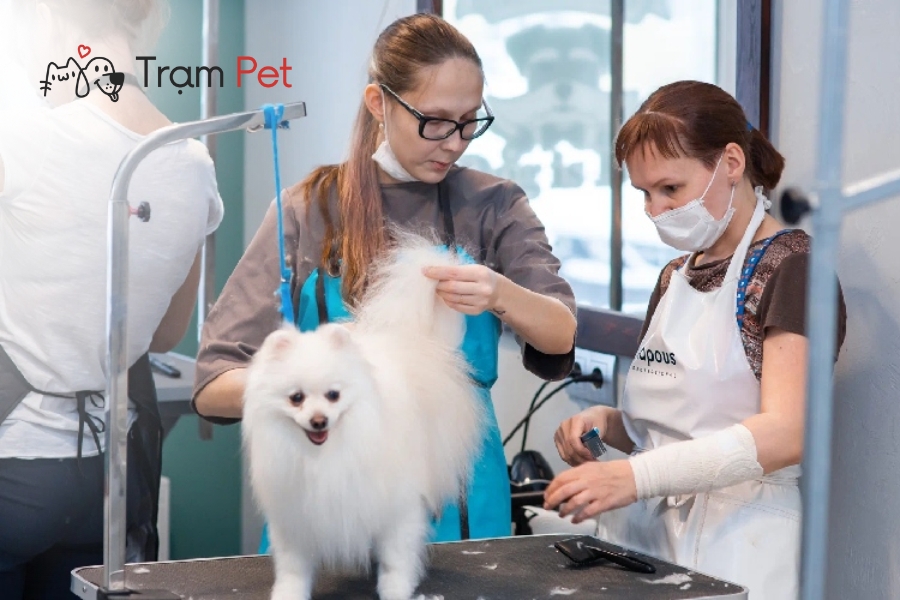 Lưu ý quan trọng khi mở Spa thú cưng