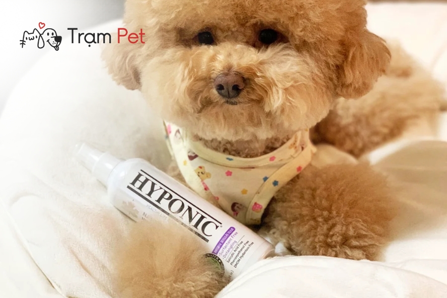 Nước hoa xịt dưỡng lông chó là sản phẩm giúp làm thơm, khử mùi và chăm sóc bộ lông cho chó, giúp lông mềm mượt, óng ả hơn