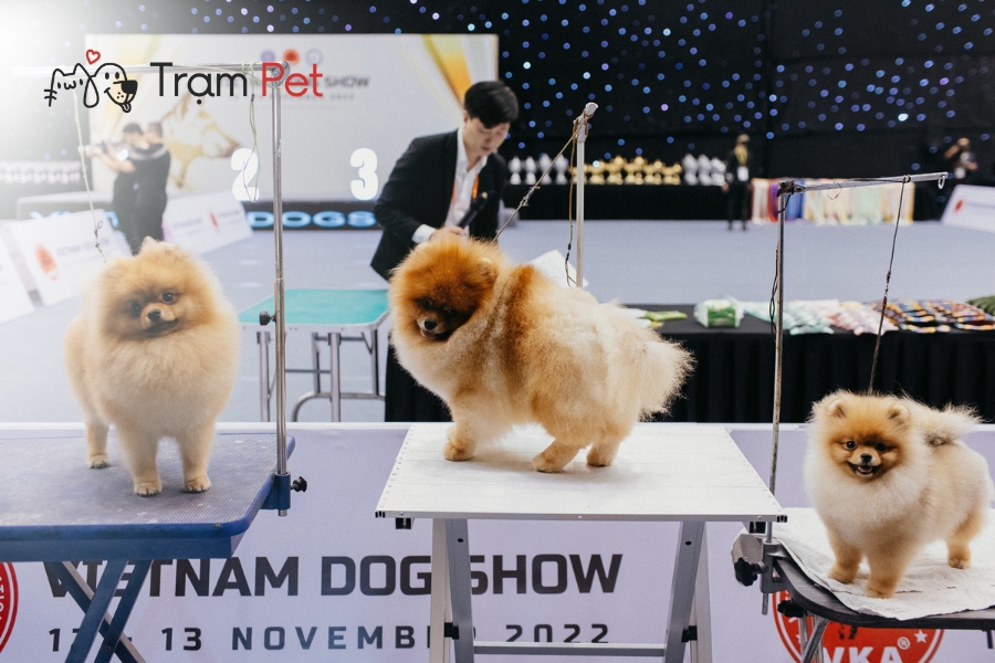 à dịp để tôn vinh và bảo tồn vẻ đẹp thuần chủng của các giống chó quý